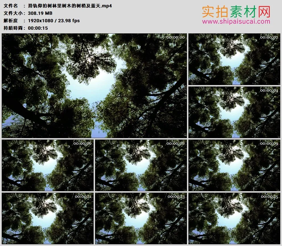 高清实拍视频素材丨滑轨仰拍树林里树木的树梢及蓝天