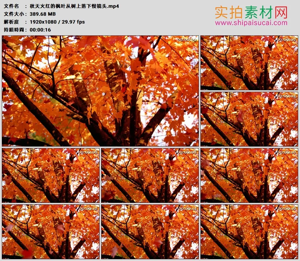高清实拍视频素材丨秋天火红的枫叶从树上落下慢镜头