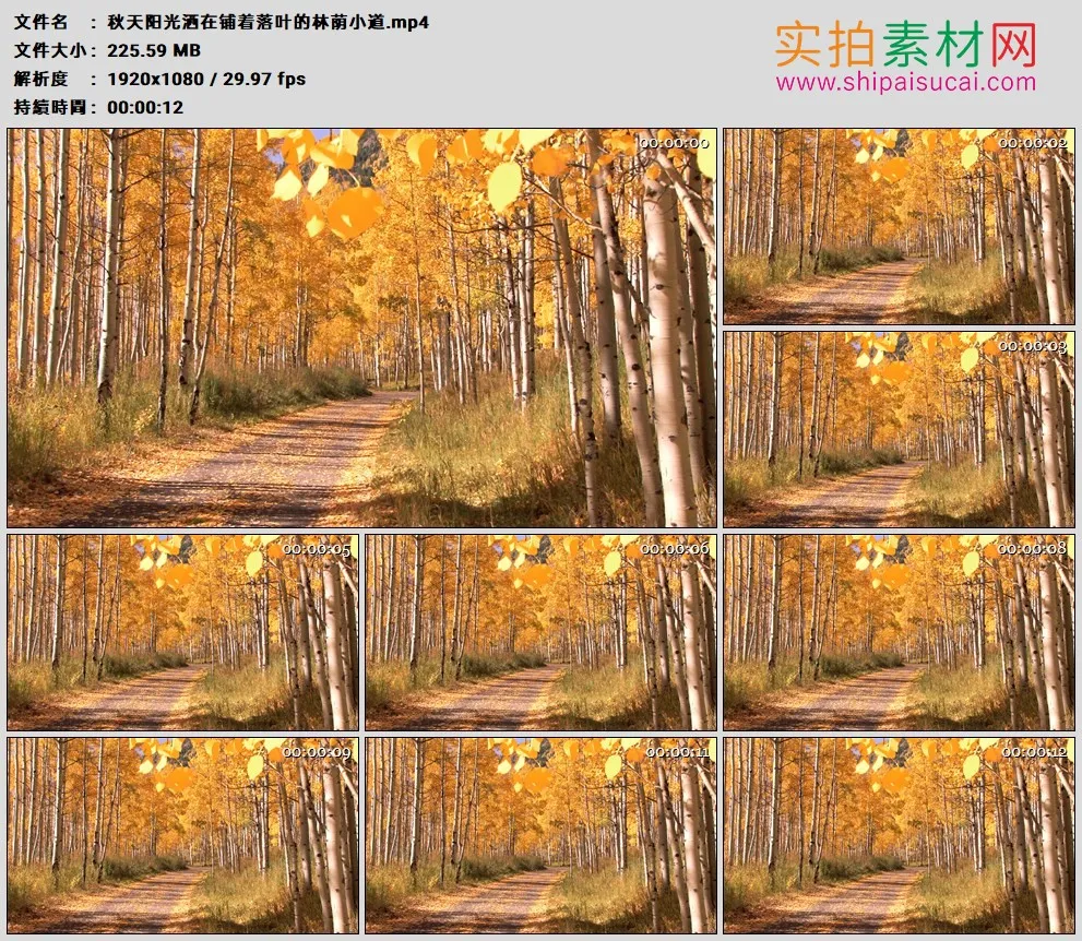 高清实拍视频素材丨秋天阳光洒在铺着落叶的林荫小道