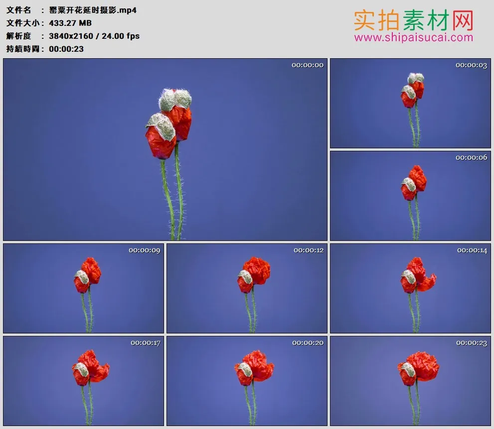 4K高清实拍视频素材丨罂粟开花延时摄影