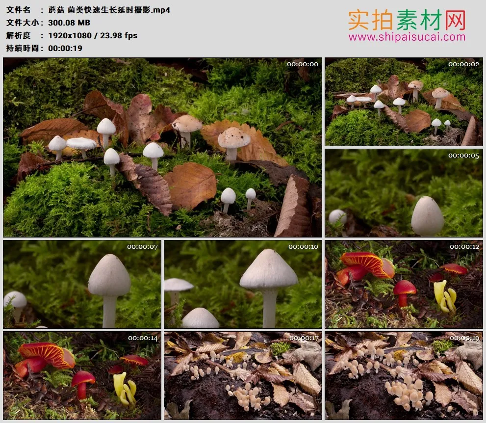 高清实拍视频素材丨蘑菇 菌类快速生长延时摄影