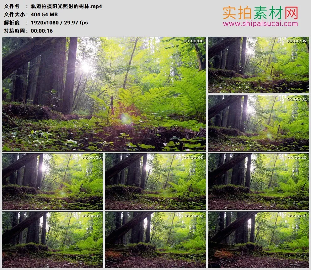高清实拍视频素材丨轨道拍摄阳光照射的树林