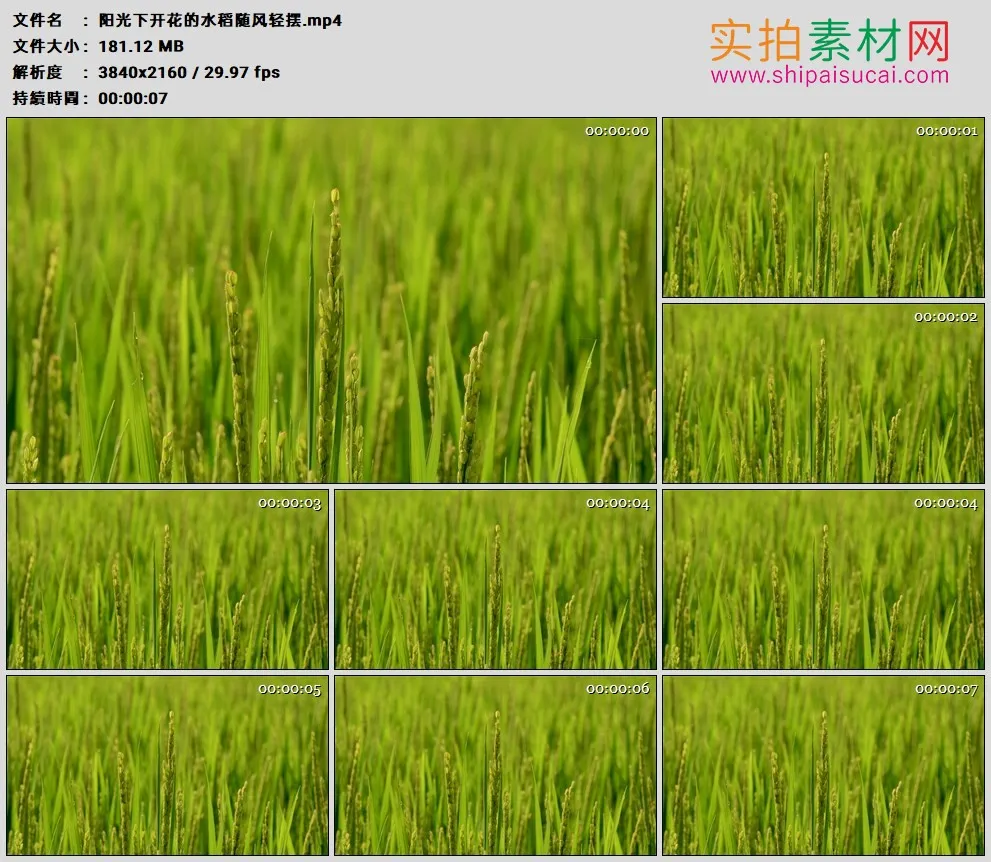 4K高清实拍视频素材丨阳光下开花的水稻随风轻摆