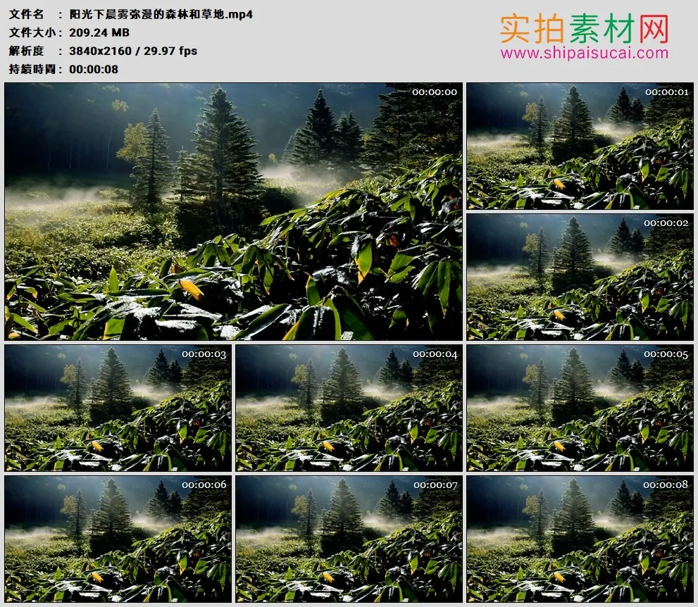 4K高清实拍视频素材丨阳光下晨雾弥漫的森林和草地