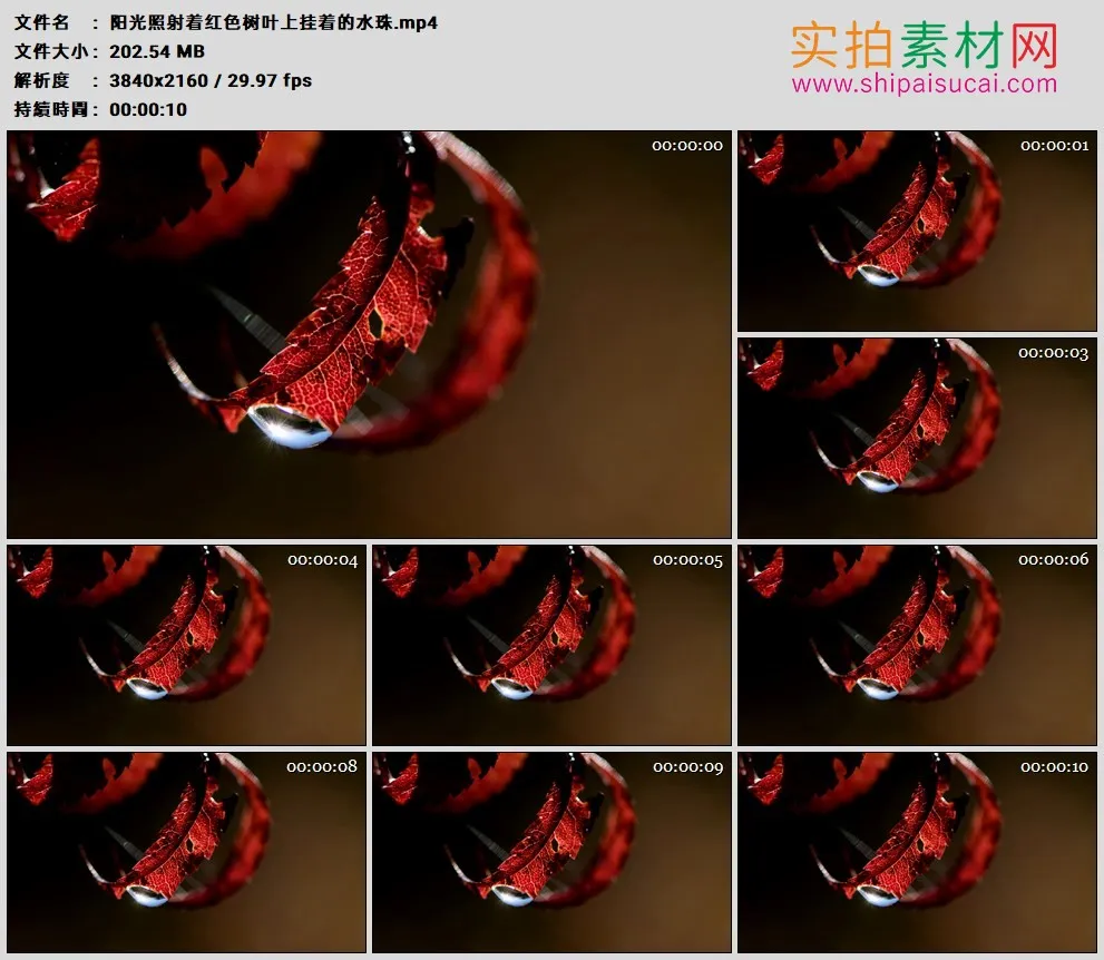 4K高清实拍视频素材丨阳光照射着红色树叶上挂着的水珠
