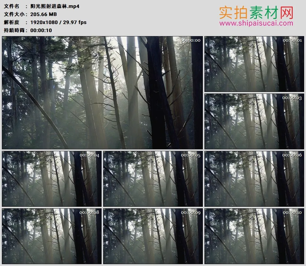 高清实拍视频素材丨阳光照射进森林