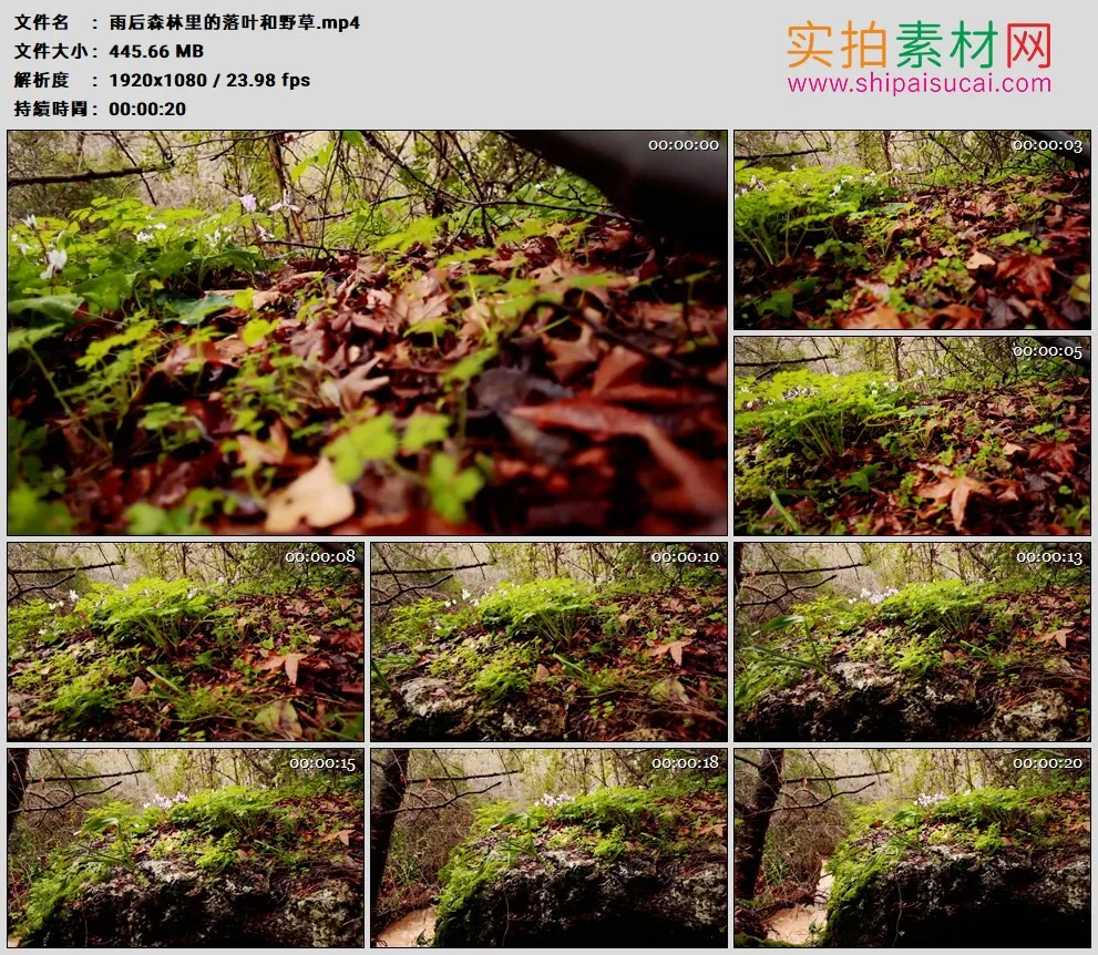 高清实拍视频素材丨雨后森林里的落叶和野草
