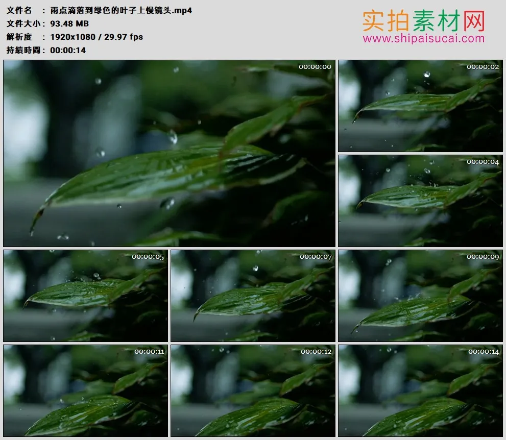 高清实拍视频素材丨雨点滴落到绿色的叶子上慢镜头