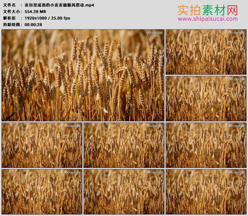 高清实拍视频素材丨麦田里成熟的小麦麦穗随风摆动