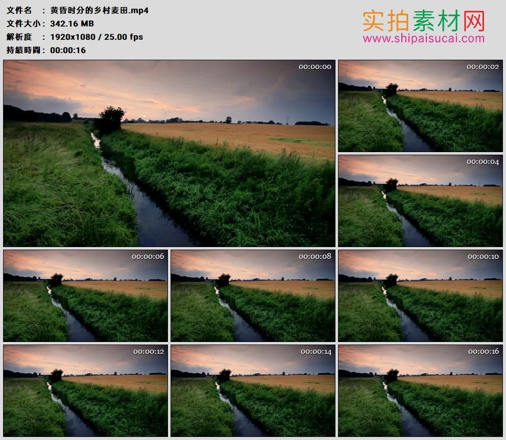 高清实拍视频素材丨黄昏时分的乡村麦田