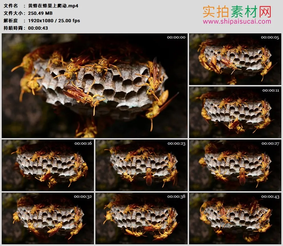 高清实拍视频素材丨黄蜂在蜂巢上爬动