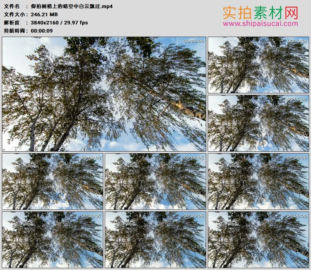 4K高清实拍视频素材丨仰拍树梢上的晴空中白云飘过