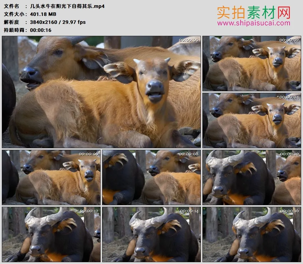 4K高清实拍视频素材丨几头水牛在阳光下自得其乐