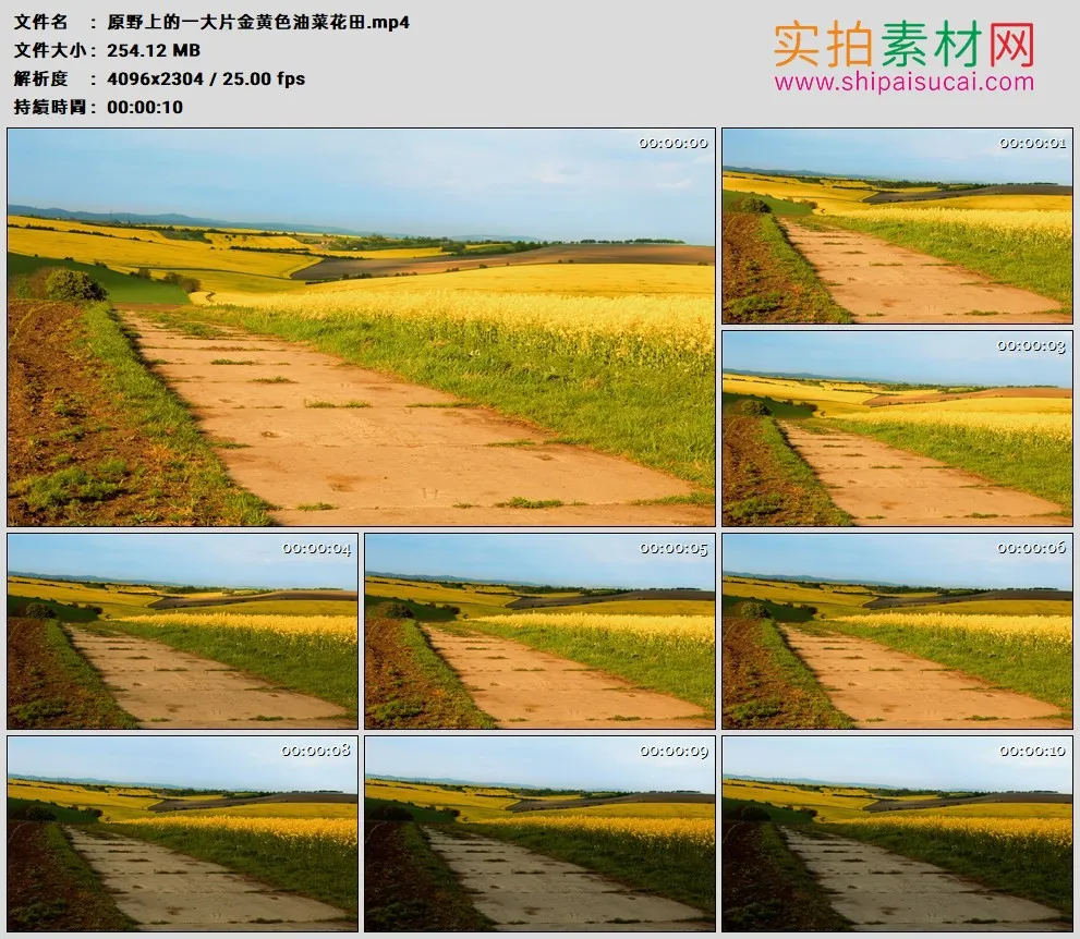 4K高清实拍视频素材丨原野上的一大片金黄色油菜花田