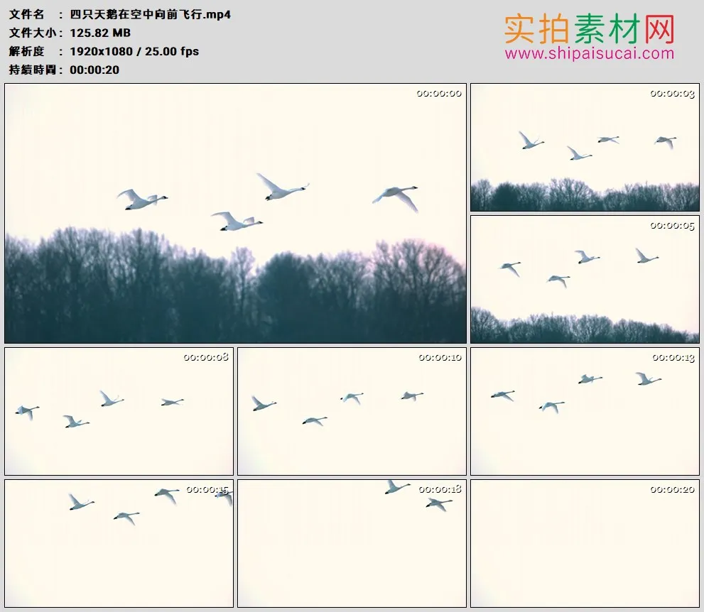 高清实拍视频素材丨四只天鹅在空中向前飞行