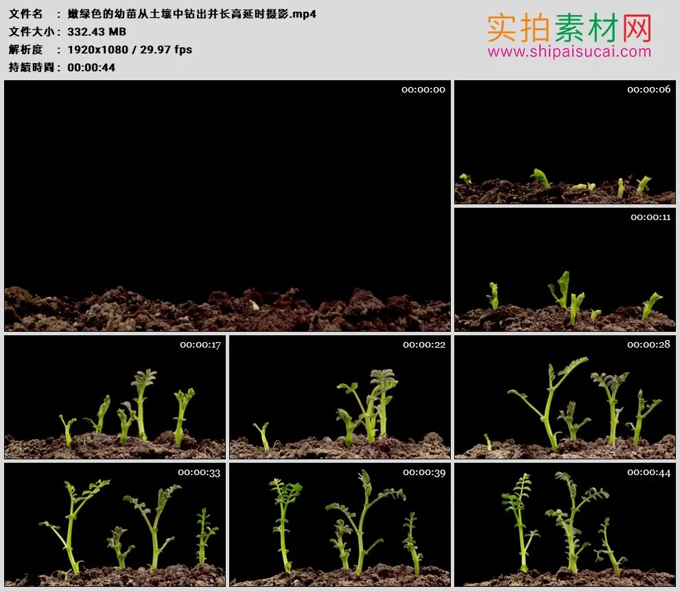 高清实拍视频素材丨嫩绿色的幼苗从土壤中钻出并长高延时摄影