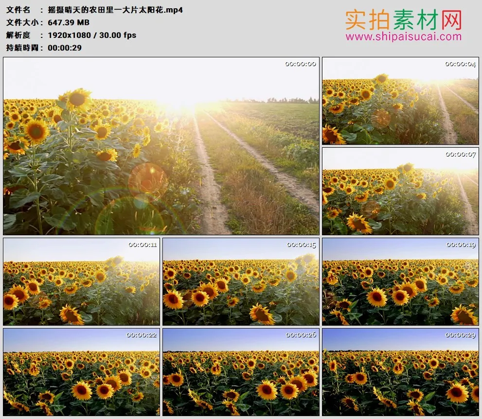 高清实拍视频素材丨摇摄晴天的农田里一大片太阳花