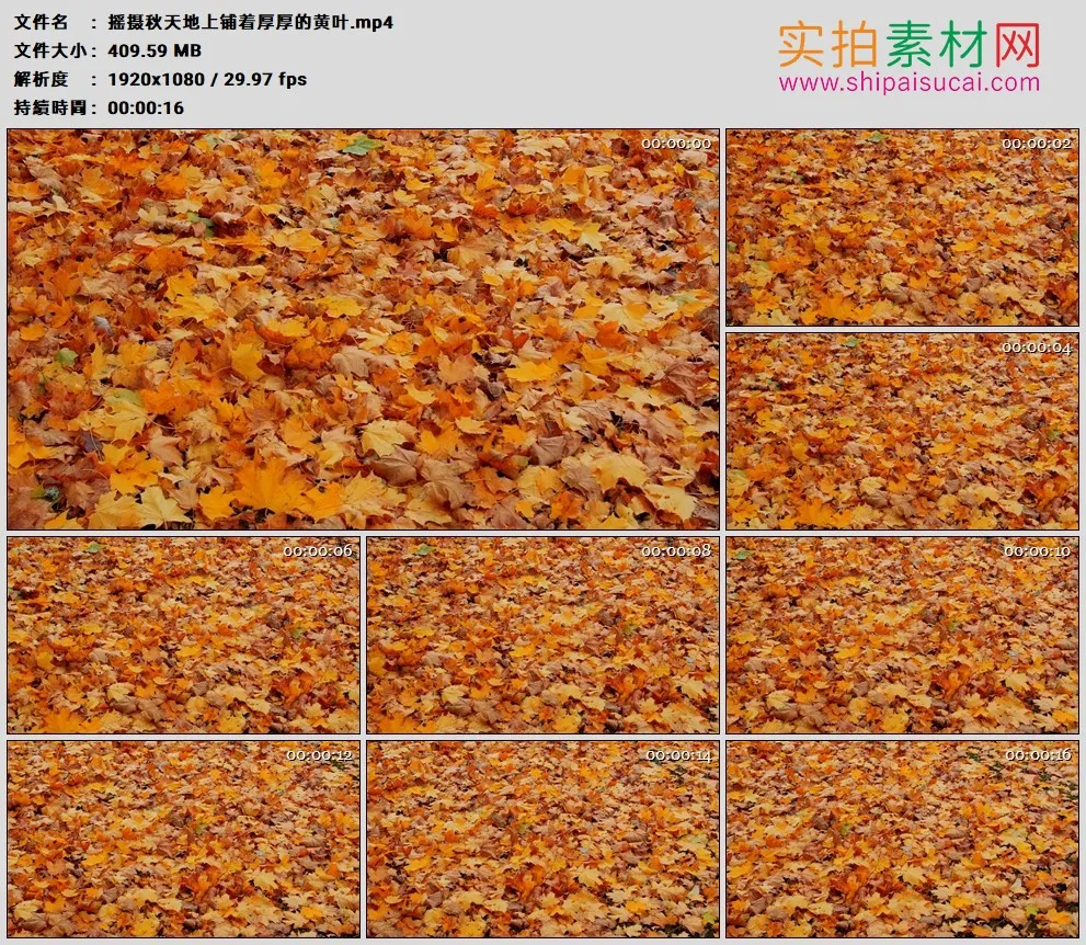 高清实拍视频素材丨摇摄秋天地上铺着厚厚的黄叶