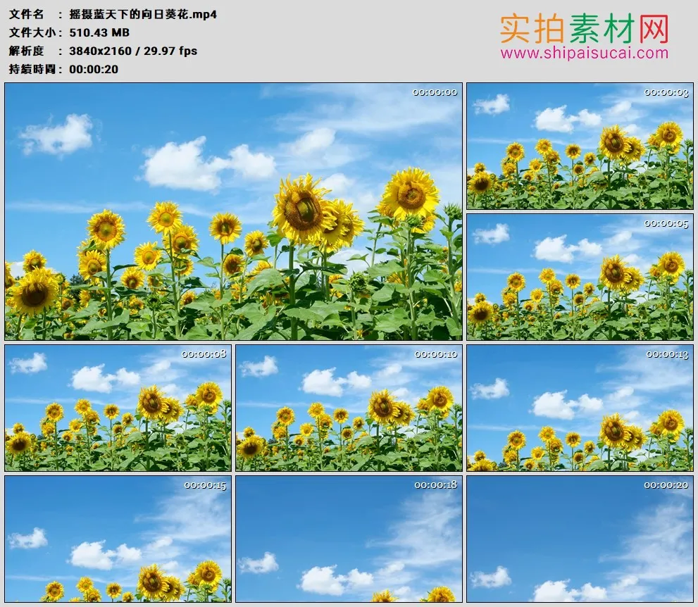 4K高清实拍视频素材丨摇摄蓝天下的向日葵花