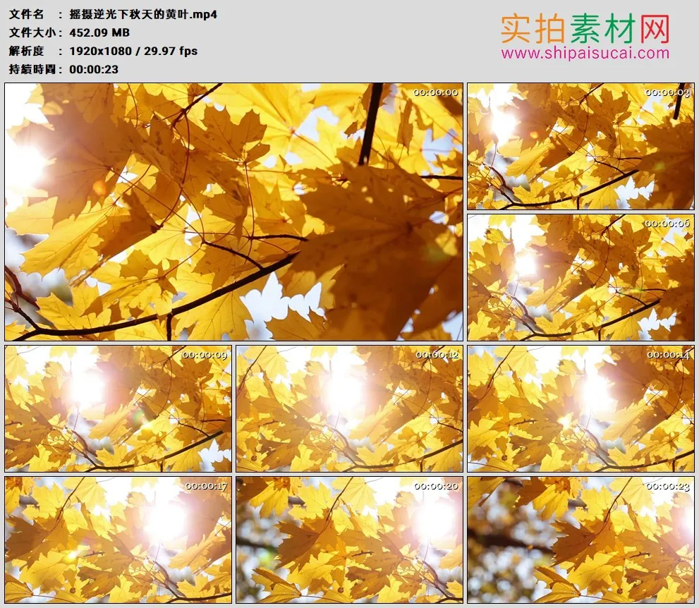 高清实拍视频素材丨摇摄逆光下秋天的黄叶