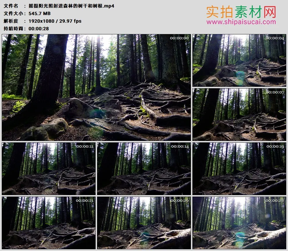 高清实拍视频素材丨摇摄阳光照射进森林的树干和树根