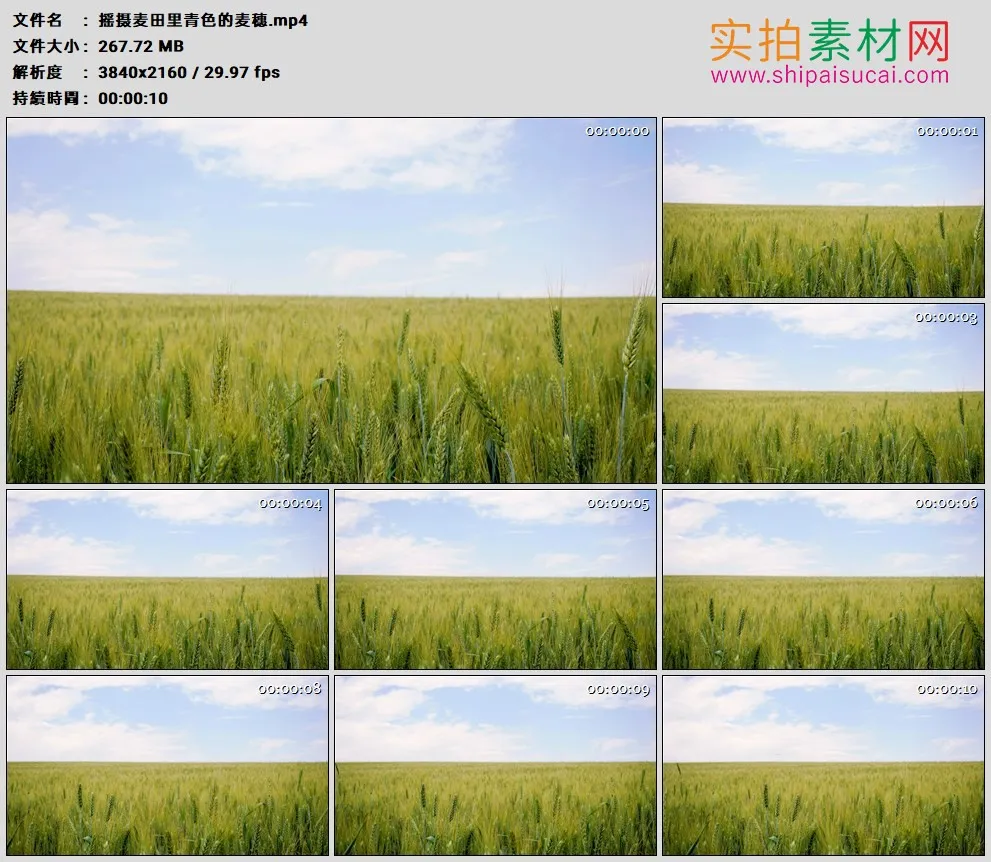 4K高清实拍视频素材丨摇摄麦田里青色的麦穗