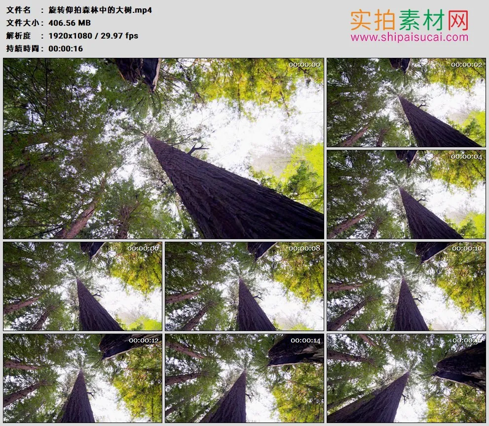 高清实拍视频素材丨旋转仰拍森林中的大树