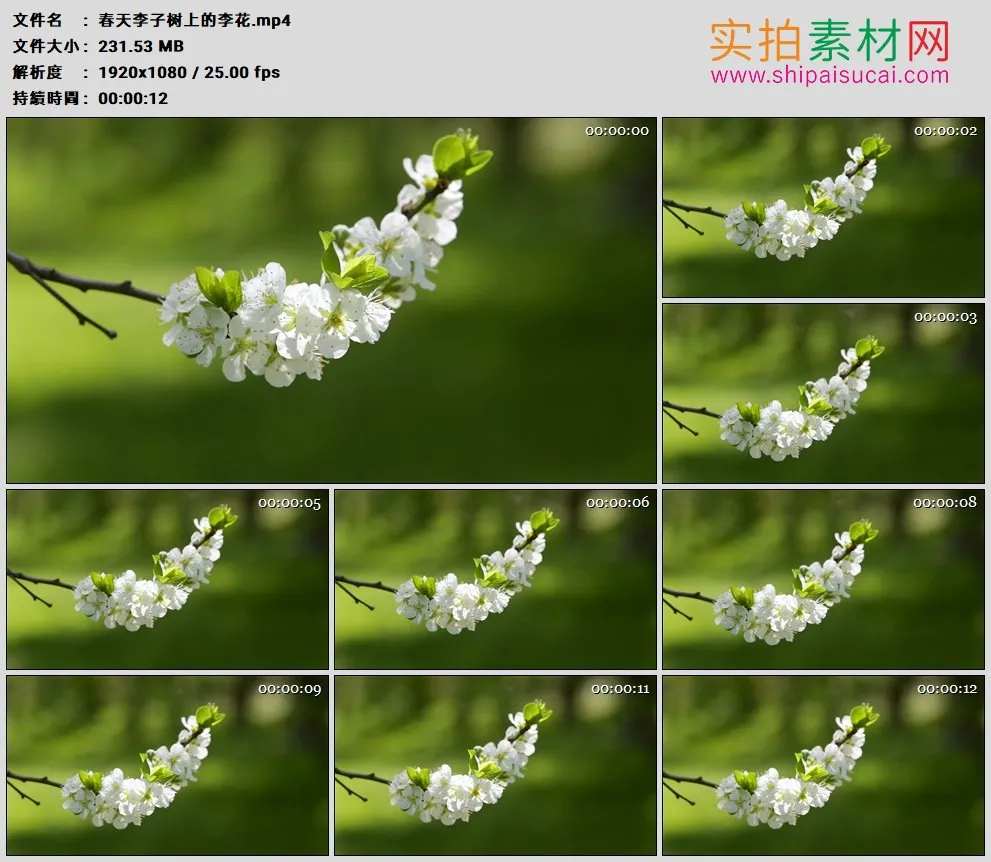 高清实拍视频素材丨春天李子树上的李花