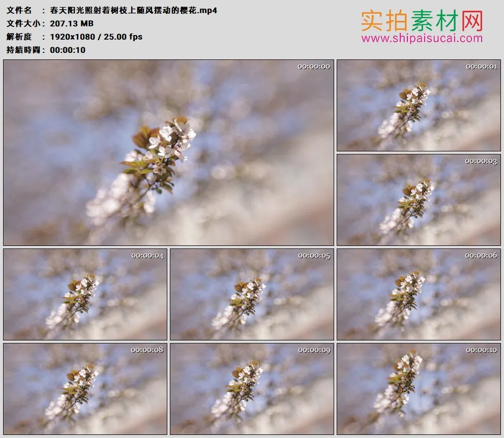 高清实拍视频素材丨春天阳光照射着树枝上随风摆动的樱花