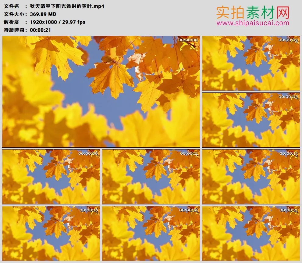 高清实拍视频素材丨秋天晴空下阳光透射的黄叶