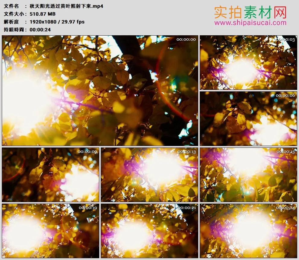 高清实拍视频素材丨秋天阳光透过黄叶照射下来