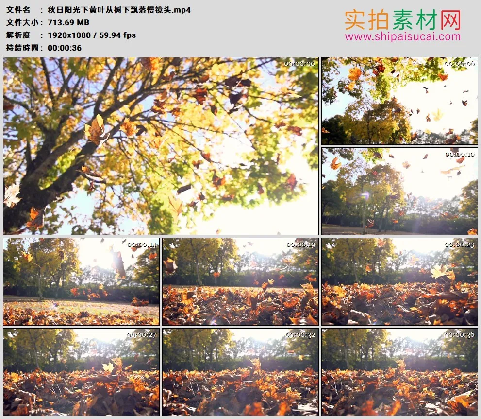 高清实拍视频素材丨秋日阳光下黄叶从树下飘落慢镜头