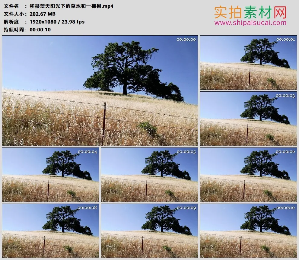 高清实拍视频素材丨移摄蓝天阳光下的草地和一棵树