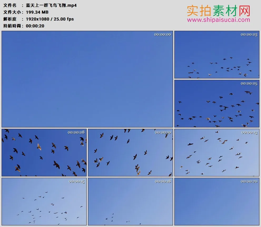 高清实拍视频素材丨蓝天上一群飞鸟飞翔