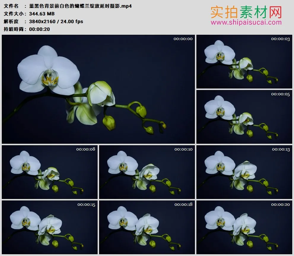 4K高清实拍视频素材丨蓝黑色背景前白色的蝴蝶兰绽放延时摄影