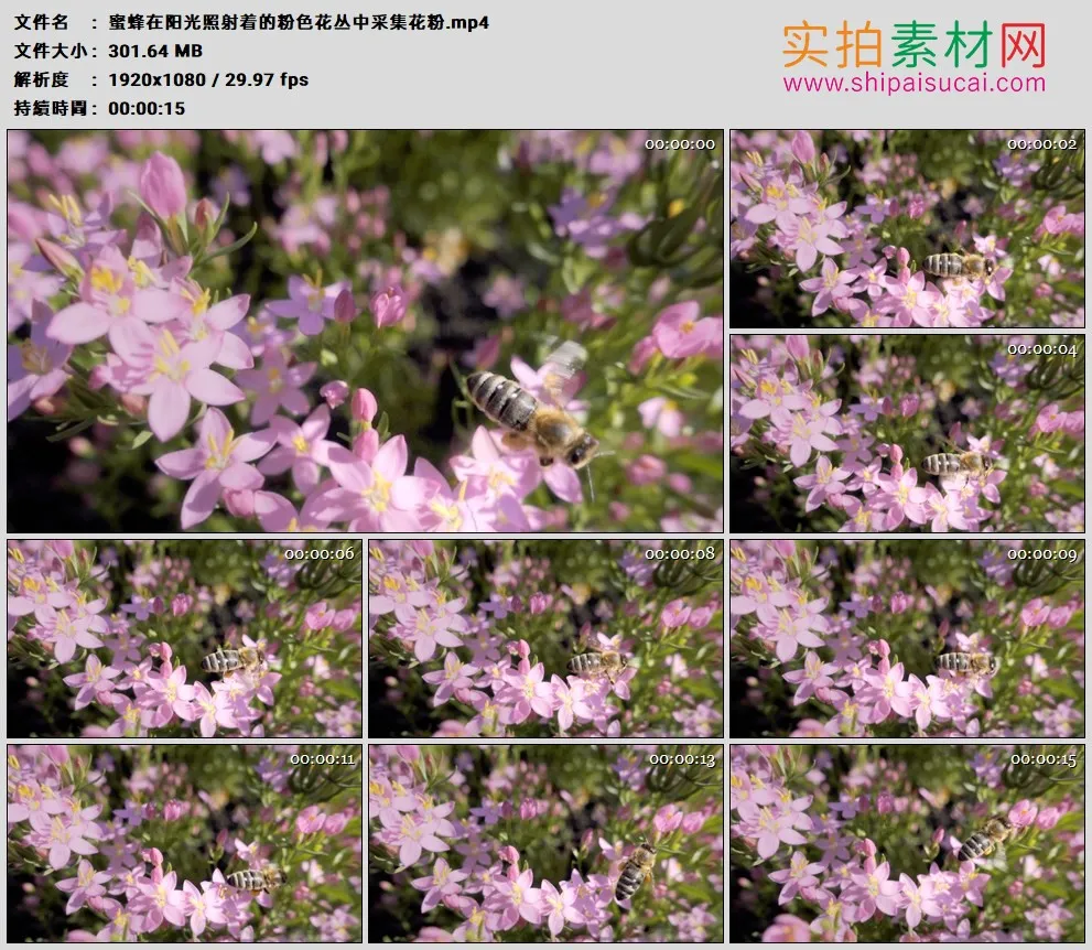 高清实拍视频素材丨蜜蜂在阳光照射着的粉色花丛中采集花粉