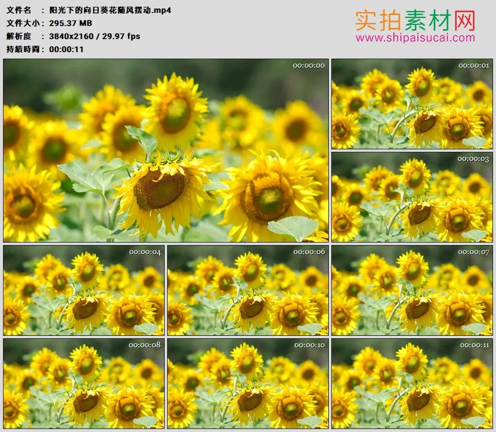 4K高清实拍视频素材丨阳光下的向日葵花随风摆动