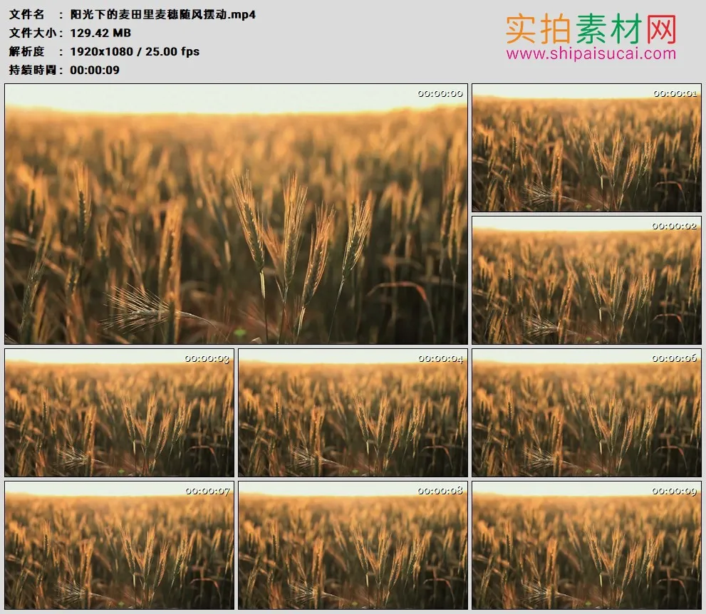 高清实拍视频素材丨阳光下的麦田里麦穗随风摆动