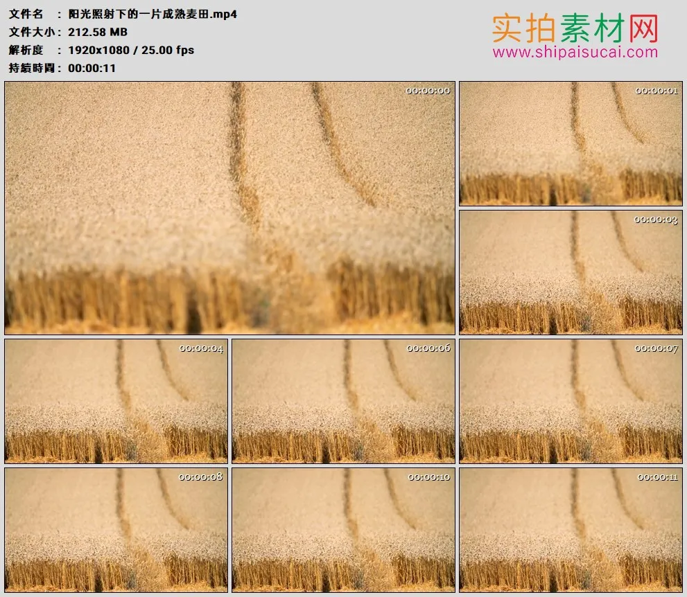 高清实拍视频素材丨阳光照射下的一片成熟麦田