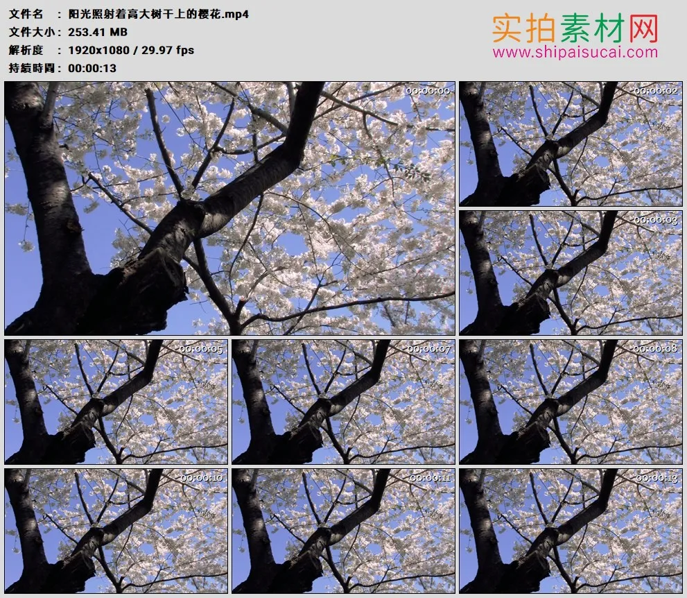 高清实拍视频素材丨阳光照射着高大树干上的樱花