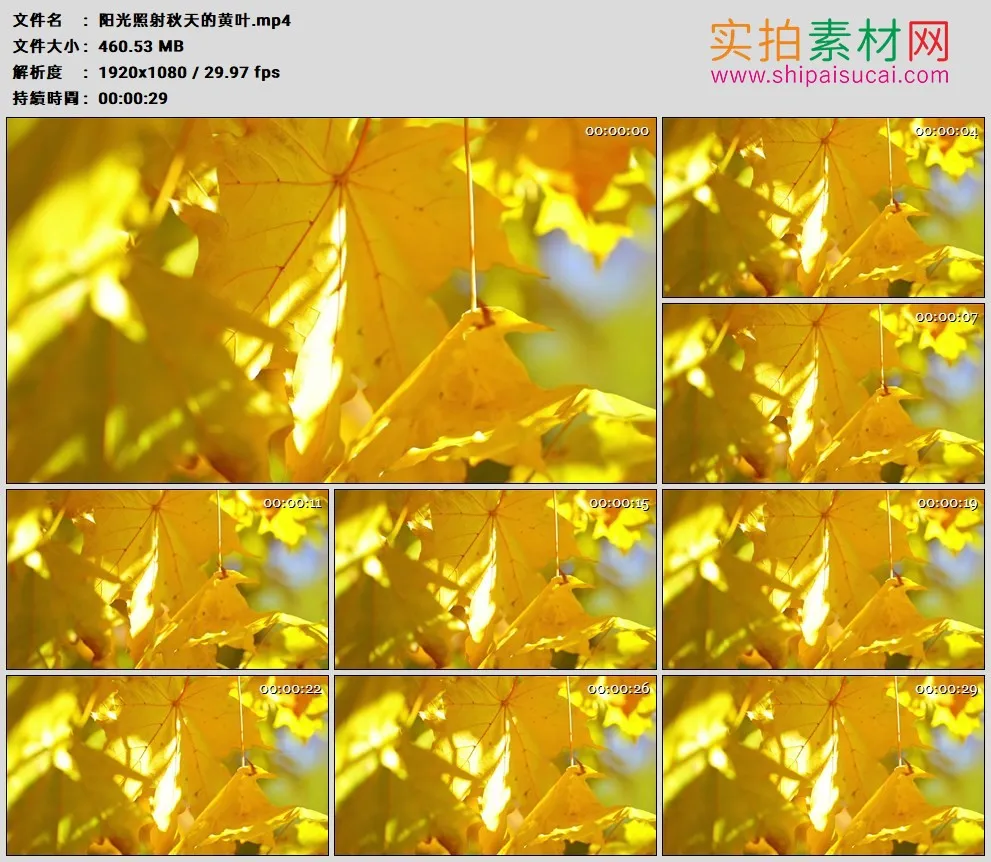 高清实拍视频素材丨阳光照射秋天的黄叶