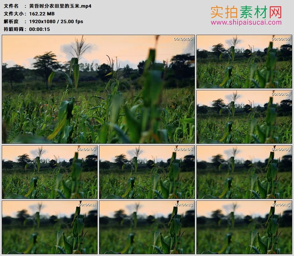 高清实拍视频素材丨黄昏时分农田里的玉米