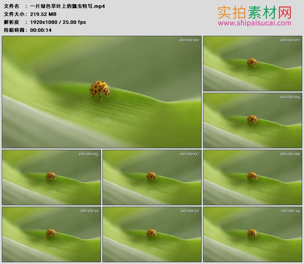 高清实拍视频素材丨一片绿色草叶上的瓢虫特写