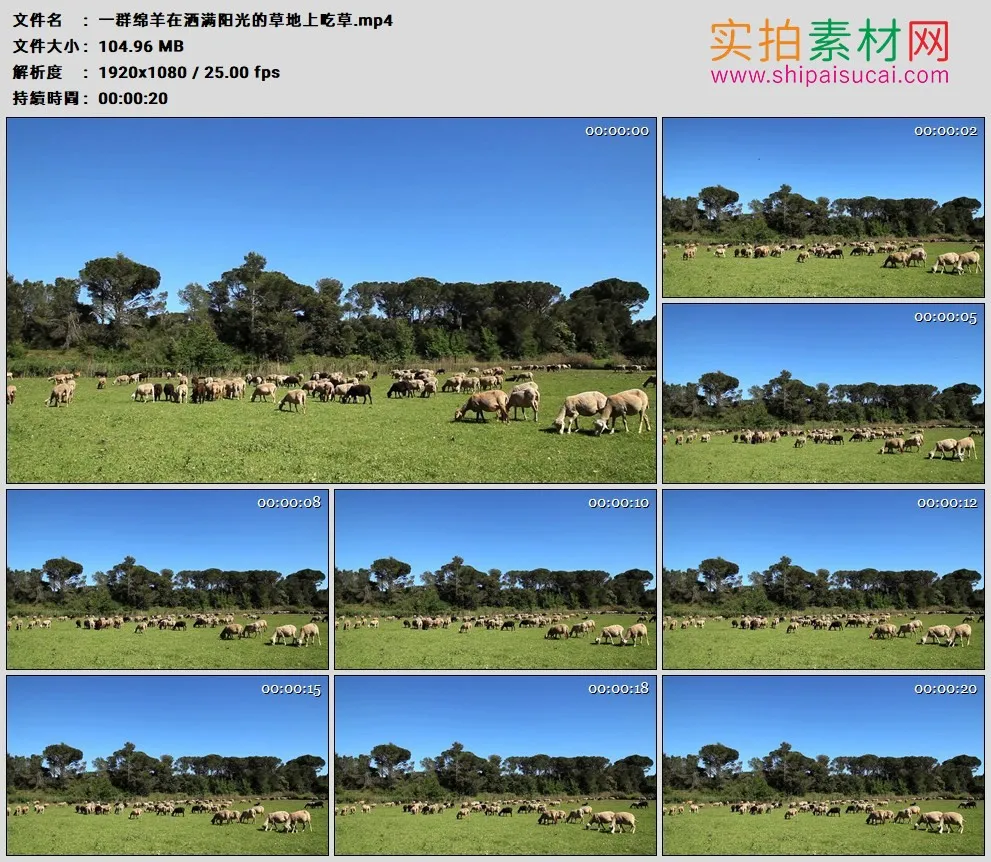 高清实拍视频素材丨一群绵羊在洒满阳光的草地上吃草