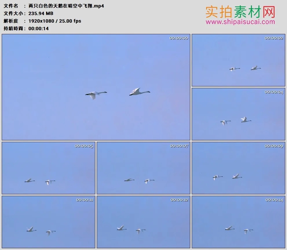 高清实拍视频素材丨两只白色的天鹅在晴空中飞翔