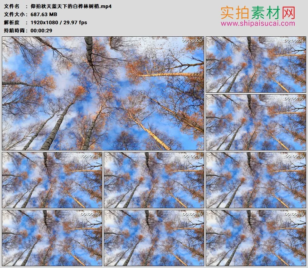 高清实拍视频素材丨仰拍秋天蓝天下的白桦林树梢