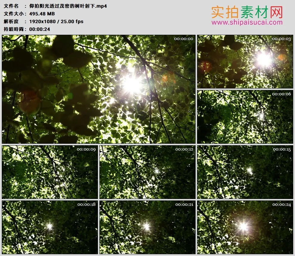 高清实拍视频素材丨仰拍阳光透过茂密的树叶射下
