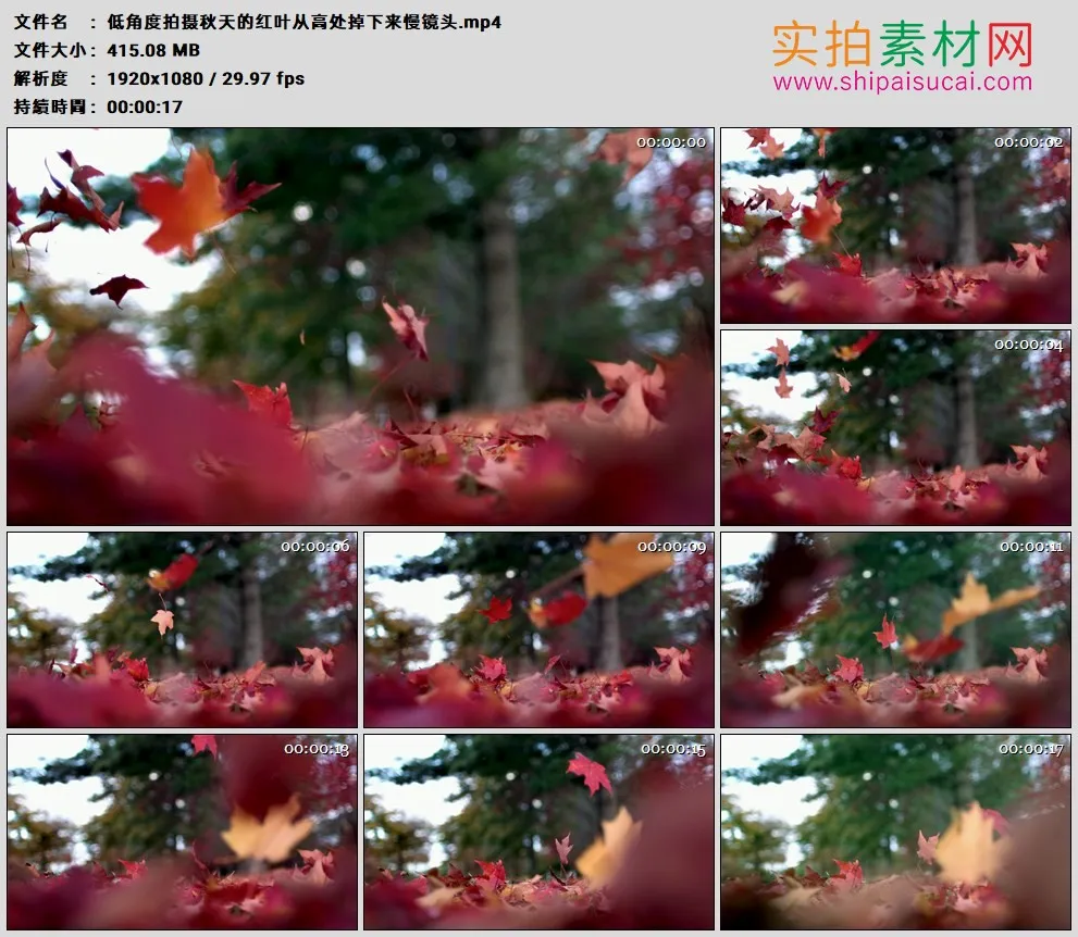 高清实拍视频素材丨低角度拍摄秋天的红叶从高处掉下来慢镜头