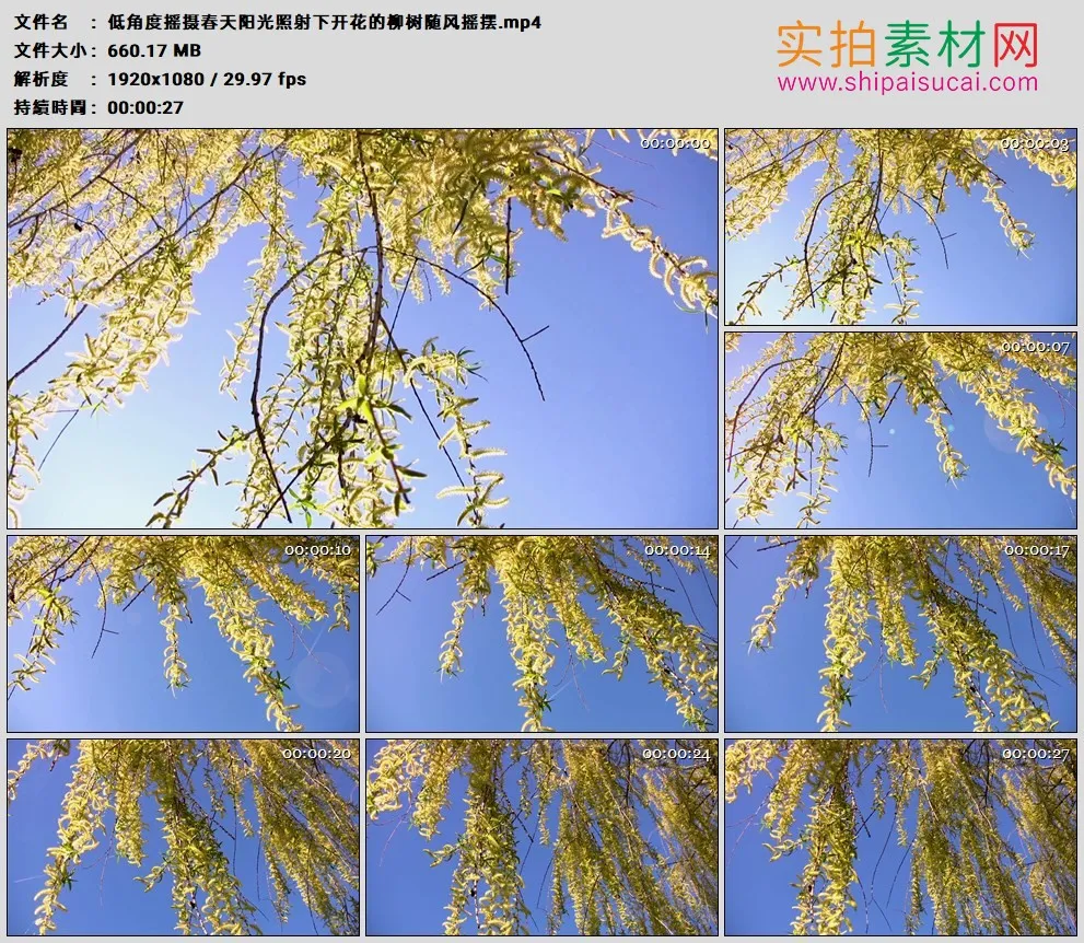高清实拍视频素材丨低角度摇摄春天阳光照射下开花的柳树随风摇摆