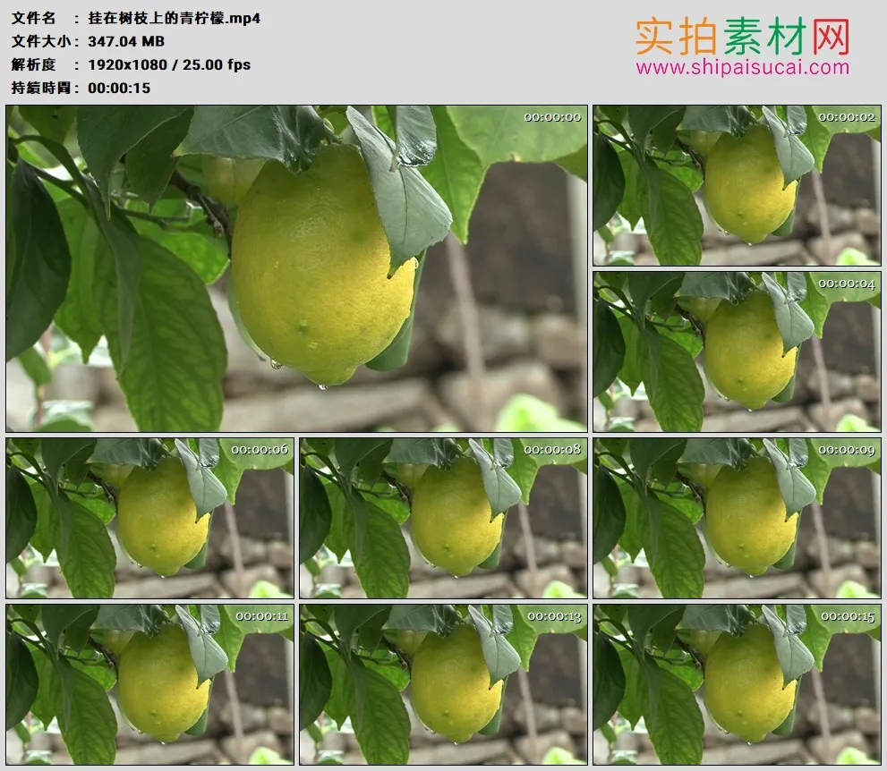 高清实拍视频素材丨挂在树枝上的青柠檬